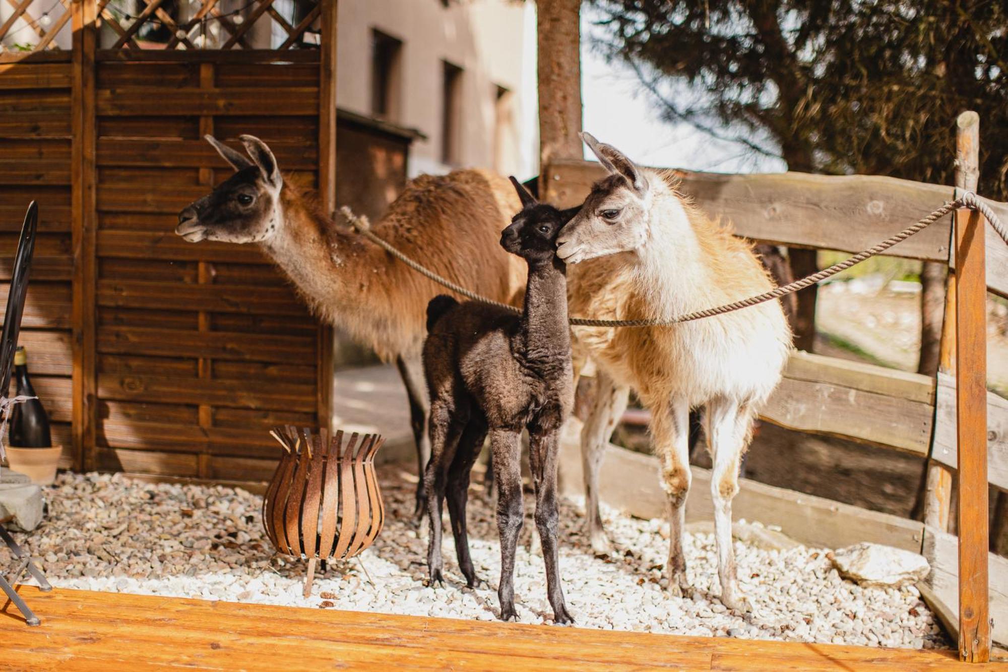 Hotel Rozkos Česká Skalice 外观 照片